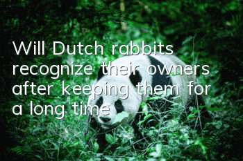 Will Dutch rabbits recognize their owners after keeping them for a long time?