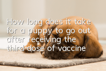 How long does it take for a puppy to go out after receiving the third dose of vaccine?