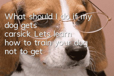 What should I do if my dog ​​gets carsick? Let’s learn how to train your dog not to get carsick!
