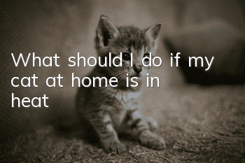 What should I do if my cat at home is in heat?