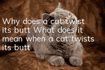 Why does a cat twist its butt? What does it mean when a cat twists its butt?