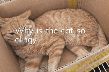 Why is the cat so clingy?