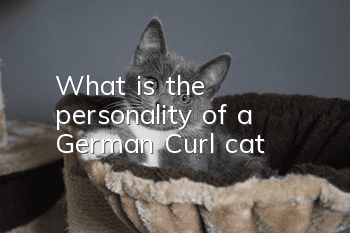 What is the personality of a German Curl cat?