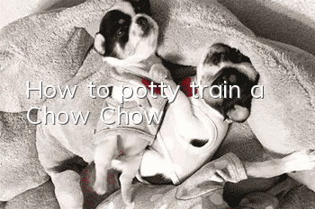 How to potty train a Chow Chow