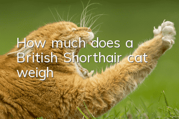 How much does a British Shorthair cat weigh?