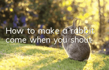 How to make a rabbit come when you shout