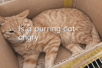 Is a purring cat angry?