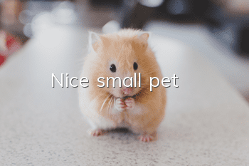 Nice small pet