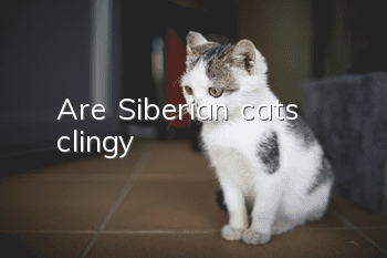 Are Siberian cats clingy?