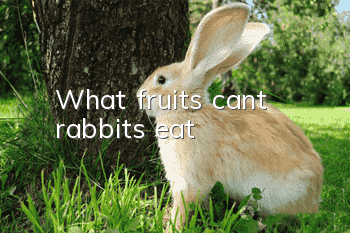 What fruits can’t rabbits eat?