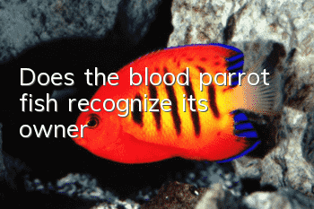 Does the blood parrot fish recognize its owner?