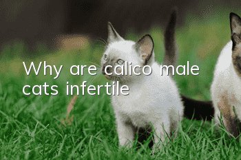 Why are calico male cats infertile?