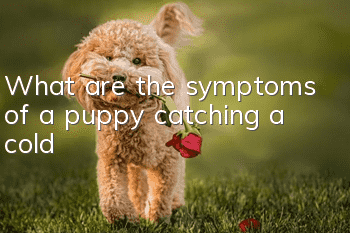 What are the symptoms of a puppy catching a cold?