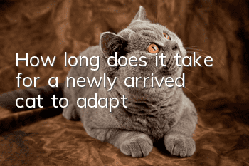 How long does it take for a newly arrived cat to adapt?