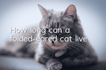 How long can a folded-eared cat live?