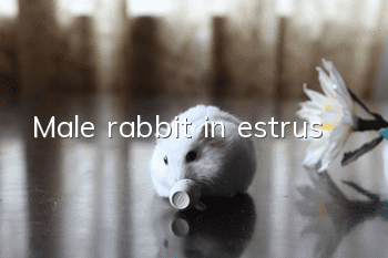 Male rabbit in estrus