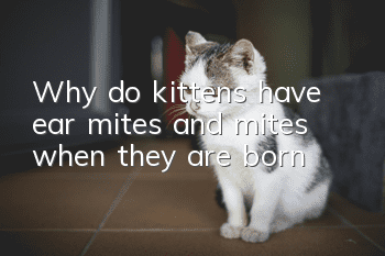 Why do kittens have ear mites and mites when they are born?