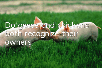 Do geese and chickens both recognize their owners?