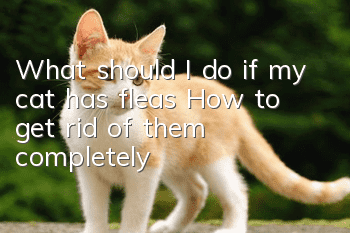 What should I do if my cat has fleas? How to get rid of them completely?