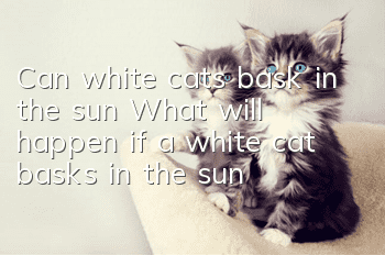 Can white cats bask in the sun? What will happen if a white cat basks in the sun?