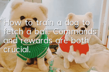 How to train a dog to fetch a ball. Commands and rewards are both crucial.
