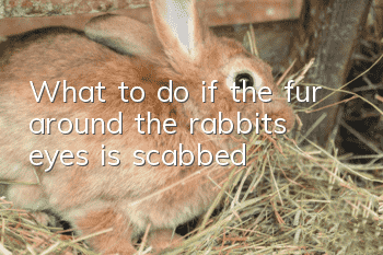 What to do if the fur around the rabbit’s eyes is scabbed