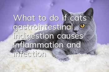 What to do if cats’ gastrointestinal indigestion causes inflammation and infection
