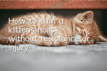 How to trim a kitten's nails without resistance or injury