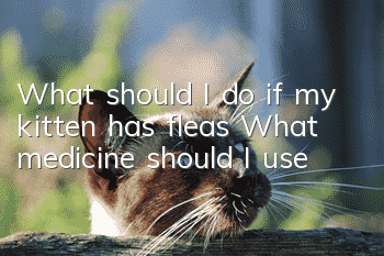What should I do if my kitten has fleas? What medicine should I use?