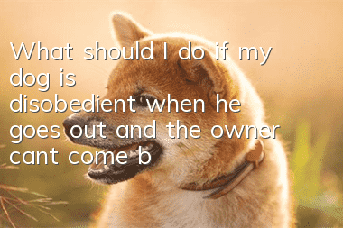 What should I do if my dog is disobedient when he goes out and the owner can’t come back when called?