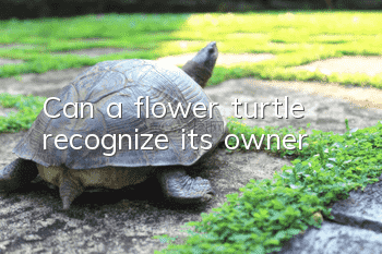 Can a flower turtle recognize its owner?