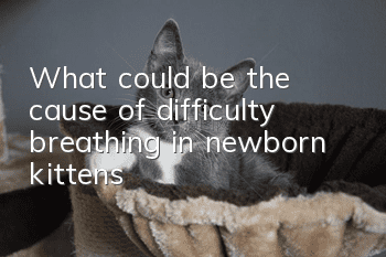 What could be the cause of difficulty breathing in newborn kittens?