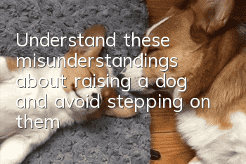Understand these misunderstandings about raising a dog and avoid stepping on them!