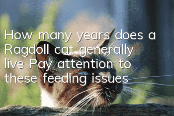 How many years does a Ragdoll cat generally live? Pay attention to these feeding issues
