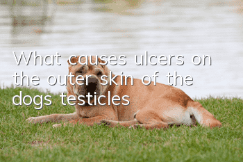 What causes ulcers on the outer skin of the dog’s testicles?