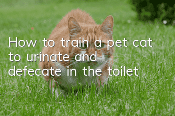 How to train a pet cat to urinate and defecate in the toilet