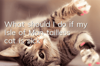 What should I do if my Isle of Man tailless cat is sick?