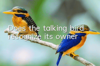 Does the talking bird recognize its owner?