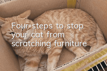 Four steps to stop your cat from scratching furniture!