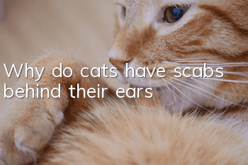 Why do cats have scabs behind their ears?