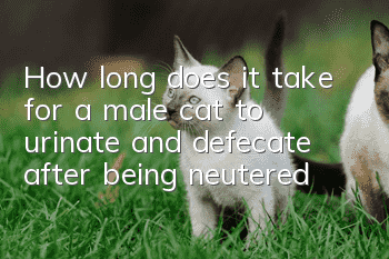 How long does it take for a male cat to urinate and defecate after being neutered?