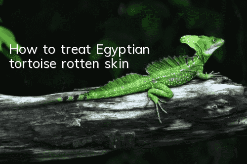 How to treat Egyptian tortoise rotten skin