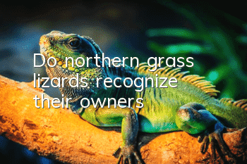 Do northern grass lizards recognize their owners?