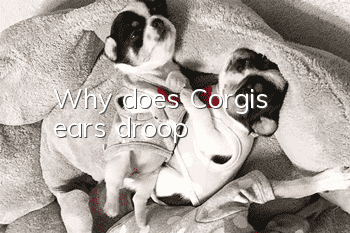 Why does Corgi's ears droop?