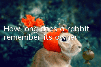 How long does a rabbit remember its owner?