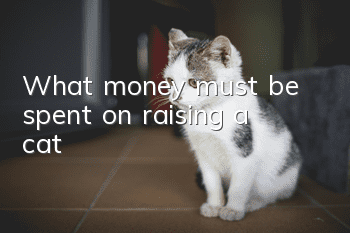 What money must be spent on raising a cat?