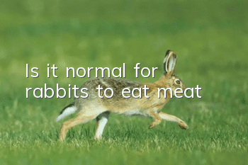 Is it normal for rabbits to eat meat?