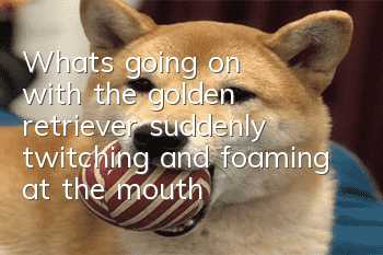 What's going on with the golden retriever suddenly twitching and foaming at the mouth?