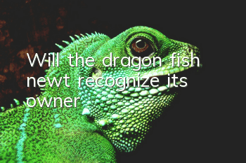 Will the dragon fish newt recognize its owner?