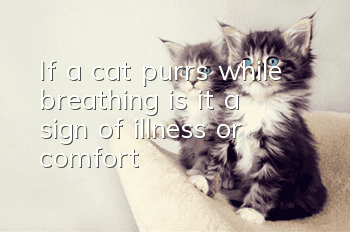 If a cat purrs while breathing, is it a sign of illness or comfort?